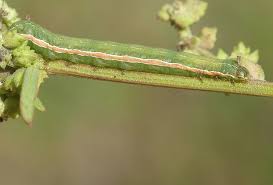 Attēlu rezultāti vaicājumam “Hadula trifolii”