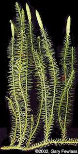 Attēlu rezultāti vaicājumam “Lignydium muscorum”