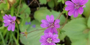 Attēlu rezultāti vaicājumam “Geranium pyrenaicum”