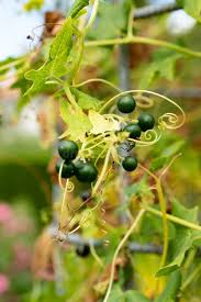 Attēlu rezultāti vaicājumam “Bryonia alba fruit”