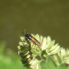 Attēlu rezultāti vaicājumam “Argidae”