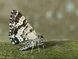 Attēlu rezultāti vaicājumam “Epirhoe tristata”