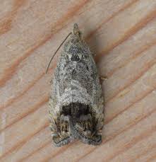 Attēlu rezultāti vaicājumam “Cydia splendana”