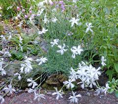 Attēlu rezultāti vaicājumam “Dianthus arenarius bud”