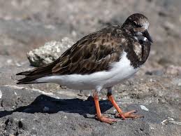 Attēlu rezultāti vaicājumam “Arenaria interpres adult”