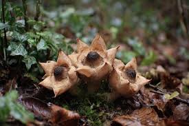 Attēlu rezultāti vaicājumam “Geastrum fimbriatum”