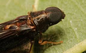 Attēlu rezultāti vaicājumam “Lymexylidae”