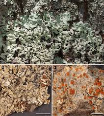 Attēlu rezultāti vaicājumam “Cetraria sepincola”