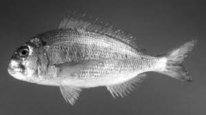 Image result for Rhabdosargus holubi