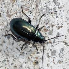 Attēlu rezultāti vaicājumam “Altica sp.”