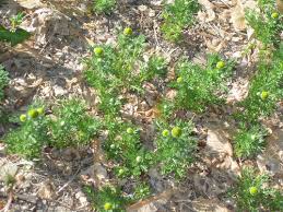 Attēlu rezultāti vaicājumam “Matricaria discoidea leaf”