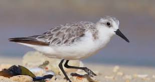 Attēlu rezultāti vaicājumam “Calidris”