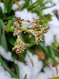Attēlu rezultāti vaicājumam “Scirpus sylvaticus flower”