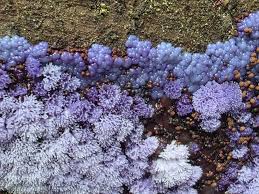 Attēlu rezultāti vaicājumam “Nectriopsis violacea”