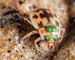 Attēlu rezultāti vaicājumam “Omophron limbatum”