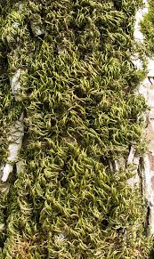 Attēlu rezultāti vaicājumam “Leucodon sciuroides”