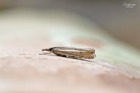 Attēlu rezultāti vaicājumam “Crambus lathoniellus”