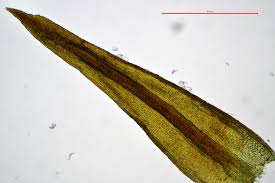 Attēlu rezultāti vaicājumam “Didymodon tophaceus sporophyte”