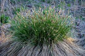 Attēlu rezultāti vaicājumam “Carex cespitosa”