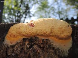 Attēlu rezultāti vaicājumam “Fuligo septica var. flava young”