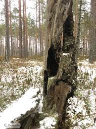 Attēlu rezultāti vaicājumam “Hertelidea botryosa”