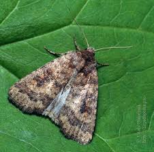 Attēlu rezultāti vaicājumam “Caradrina morpheus”