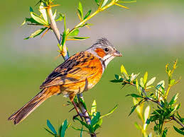 Image result for Emberiza fucata
