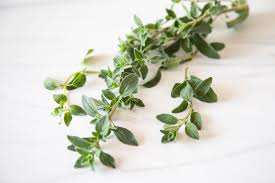 Image result for Oregano