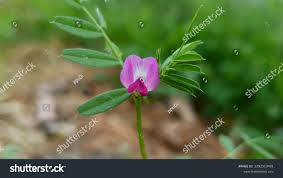 Attēlu rezultāti vaicājumam “Vicia angustifolia flower”