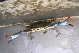 Image result for Callinectes sapidus
