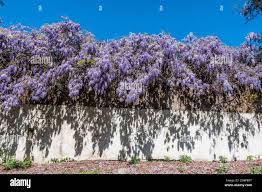 Attēlu rezultāti vaicājumam “Leguminosae”