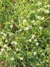 Attēlu rezultāti vaicājumam “Thesium ebracteatum leaf”