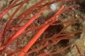 Image result for Bob Batley B`s Octopush Club