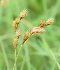 Attēlu rezultāti vaicājumam “Carex disticha”