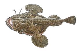 Image result for Lophius americanus