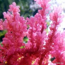 Attēlu rezultāti vaicājumam “Lycogala botrydium macro”