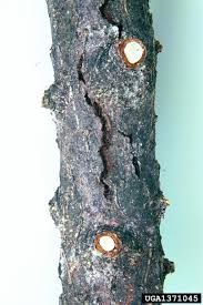 Attēlu rezultāti vaicājumam “Lachnellula willkommii”