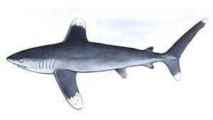 Image result for Carcharhinus longimanus