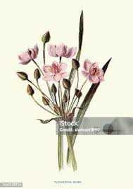 Attēlu rezultāti vaicājumam “Butomaceae”