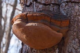 Attēlu rezultāti vaicājumam “Phellinus robustus”