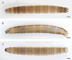 Attēlu rezultāti vaicājumam “Tipulidae larva”