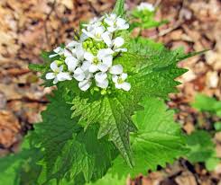 Attēlu rezultāti vaicājumam “Alliaria petiolata flower”