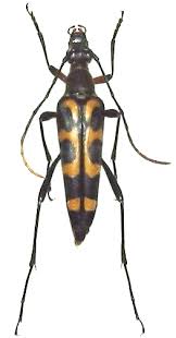 Attēlu rezultāti vaicājumam “Leptura annularis”