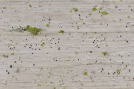 Attēlu rezultāti vaicājumam “Microcalicium disseminatum”