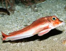 Image result for Chelidonichthys cuculus
