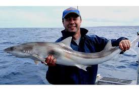 Image result for Furgaleus macki