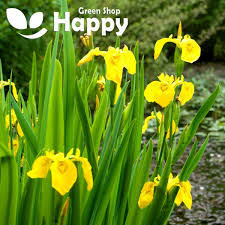 Attēlu rezultāti vaicājumam “Iris pseudacorus flower”