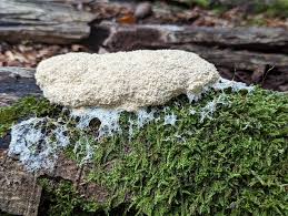 Attēlu rezultāti vaicājumam “Fuligo cinerea”