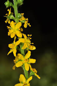 Attēlu rezultāti vaicājumam “Agrimonia pilosa flower”