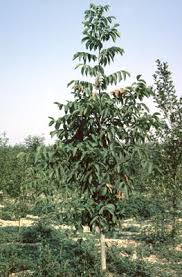 Attēlu rezultāti vaicājumam “Juglans x sinensis”